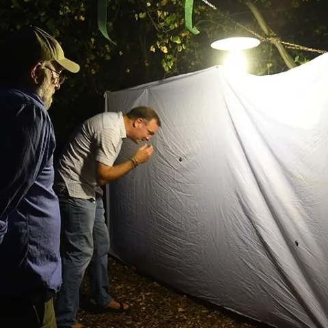 What's on the sheet? In this 2018 photo, UC Davis arachnologist Jason Bond checks for moths while "Moth Man" John De Benedictis observes. Bond, the Schlinder chair of Insect Systematics, UC Davis Department of Entomology and Nematology, was recently named associate dean of the College of Agricultural and Environmental Sciences. (Photo by Kathy Keatley Garvey)