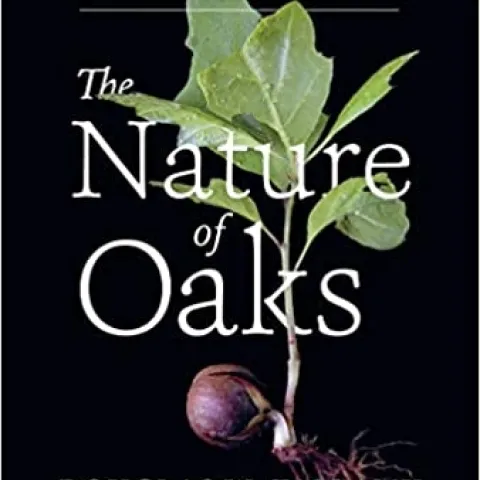 Nature of Oaks