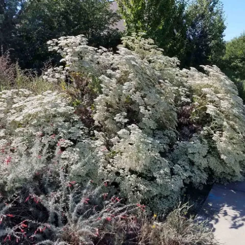 Giant Buckwheat in bloom, Jeanette Alosi