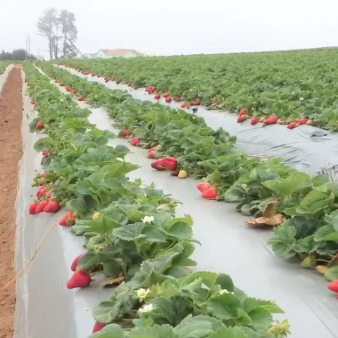 Campo de fresas orgánica. Foto cortesía de Joji Muramoto