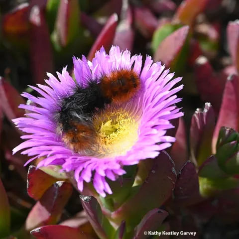 A wooly bear caterpillar investigating an ice plant on Bodega Head, Sonoma County, in April 2022.(Photo by Kathy Keatley Garvey)