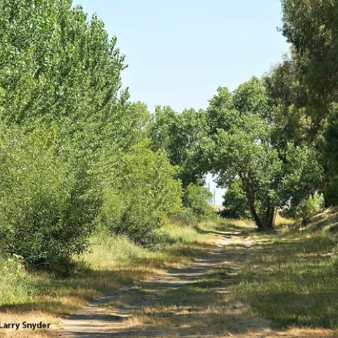 This is part of Professor Louie Yang's research site in north Davis. The team investigated monarch/milkweed interactions over a three-year period. (Photo by Larry Snyder)