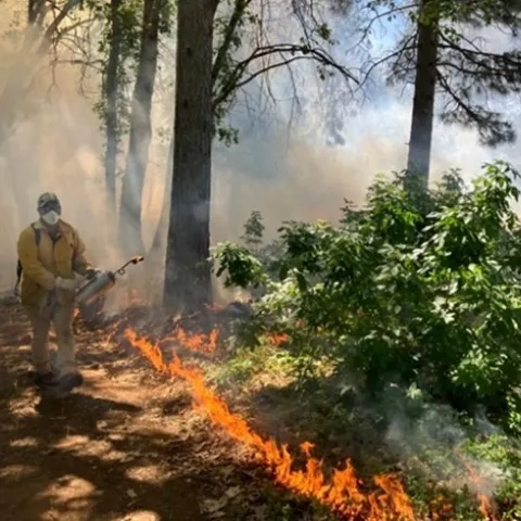 After igniting low-intensity strip along control line, a volunteer walks adjacent to small flame lengths monitoring fire behavior. May 2022. Photo by Susie Kocher