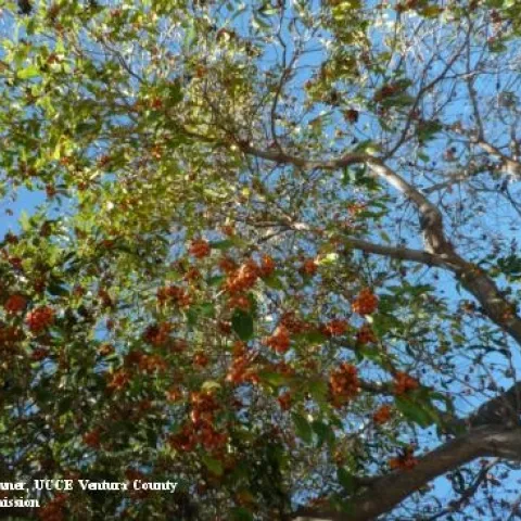 Thinning canopy is an early sign of Bot canker. [Credit: J. Downer]