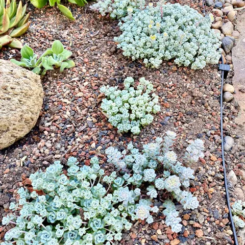 The tiny Marin native succulents Yellow Stonecrop (Sedum spathulifolium) Cape Blanco and Purpureum have blue-ish leaves and yellow flowers.