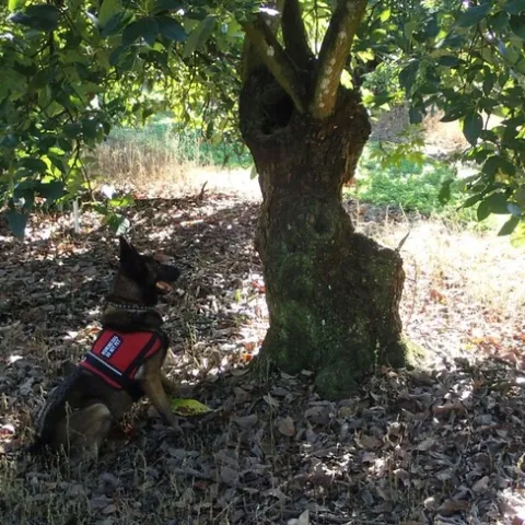 dog identifying lw tree