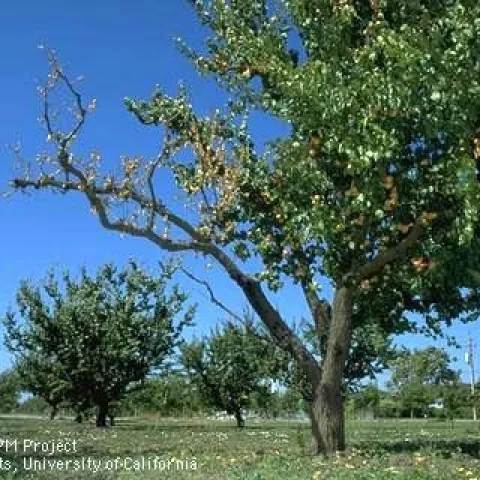Apricot tree with branch killed by Eutypa