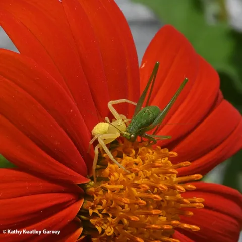A crab spider administers a fatal bite on a katydid. (Photo by Kathy Keatley Garvey)