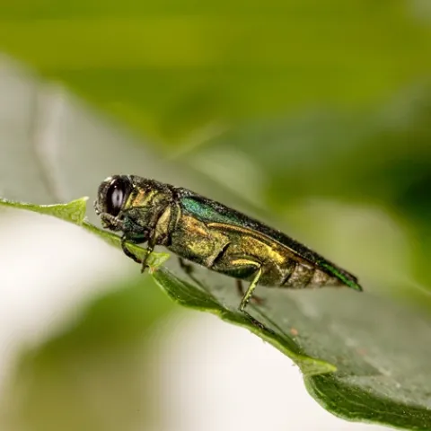 Emerald ash borer on a leaf. Photo by Stephen Ausmus, USDA.