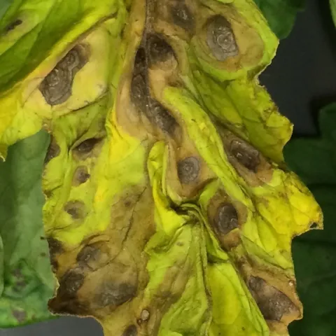 Yellow tomato leaf with brown lesions. (Photo: R. Melanson, MSU Extension.)