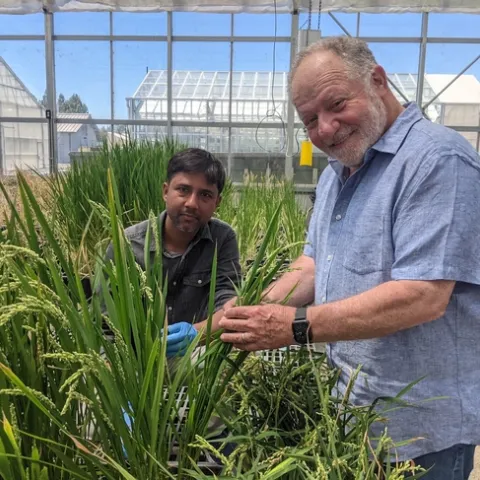 Eduardo Blumwald (right) and Akhilesh Yadav pose in a greenhouse with rice