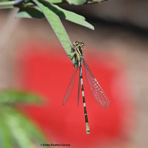 This damselfly appears framed "in the red" (a red vehicle light). (Photo by Kathy Keatley Garvey)