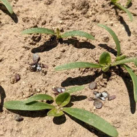Photo 2. Central growing point of purslane burned by lasers in a high
density planting of spinach.