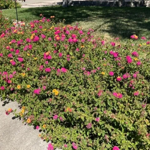 Lantana photo by Michelle Davis