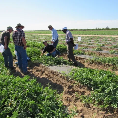 Zheng Wang crouches in a field of watermelon, talking with growers