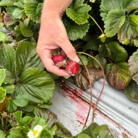 Case in point: there were like twenty flies around this fruit and we had to go another 15 feet or so to find another like it.