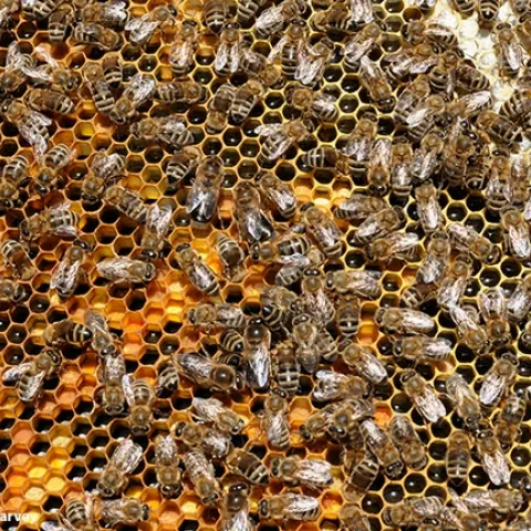 A departmental seminar on Sept. 28 will explore "The Effects of Ethyl Oleate Pheromone on Honey Bee (Apis mellifera) Overwintering Physiology." UC Davis master's student Nissa Coit will be giving her exit seminar. (Photo by Kathy Keatley Garvey)