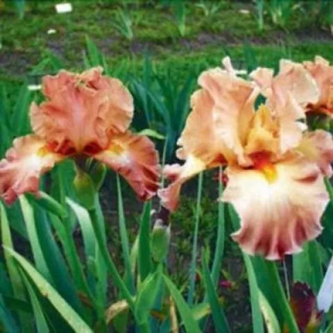 Iris at 3 Sister garden 2022