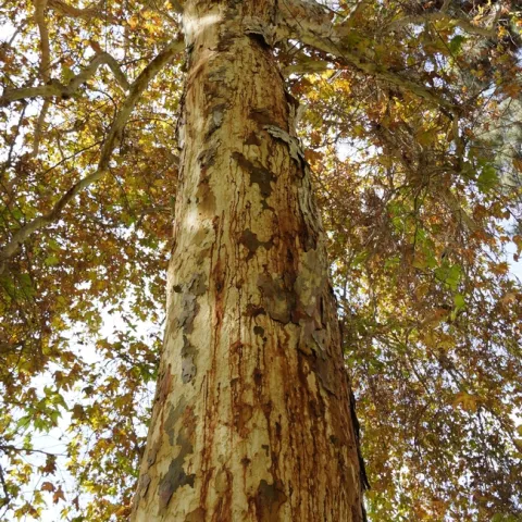 Este árbol sicómoro, una de las especies preferidas del escarabajo barrenador, muestra señales de una infestación grave. Fotografía por Randall Oliver, UC IPM.