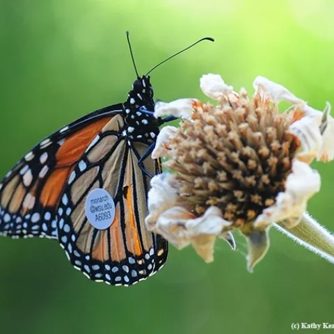 This monarch, tagged by one of David James' citizen scientists in Ashland, Ore., on Aug. 26, 2018, fluttered into a Vacaville pollinator garden on Sept. 5, 2016. "It flew 285 miles in 7 days or about 40.7 miles per day," James related. (Photo by Kathy Keatley Garvey)