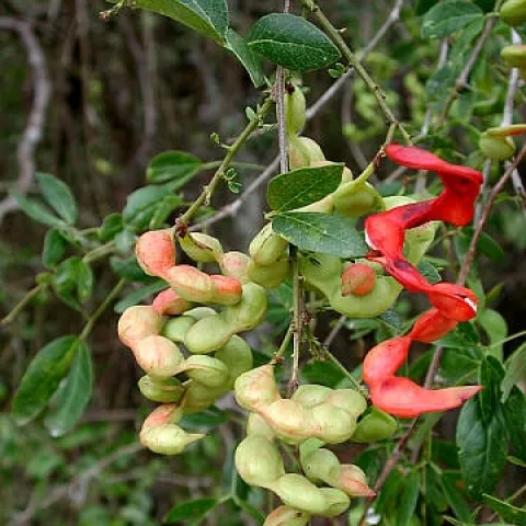 pithecellobium dulce fruit