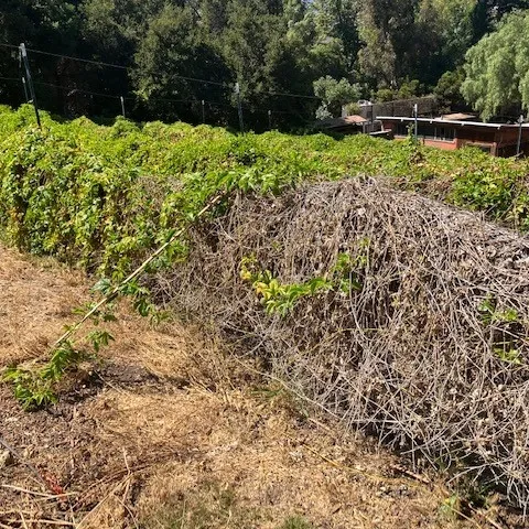 passionfruit dieback