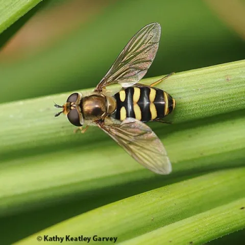 A syrphid fly, probably a Syrphus opinator, warms its flight muscles in the Ruth Risdon Storer Garden, part of the UC Davis Arboretum and Public Garden. (Photo by Kathy Keatley Garvey)