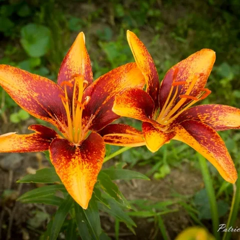 "Asiatic Lily" by patrickfranzis is licensed under CC BY-NC-ND 2.0.