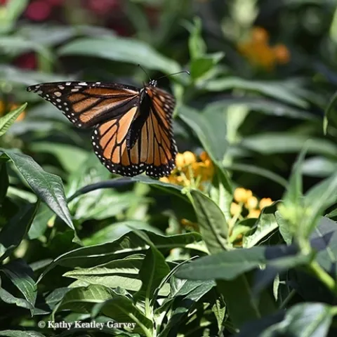 A monarch laying eggs in a Vacaville retail nursery on Sept. 4, 2019. (Photo by Kathy Keatley Garvey)