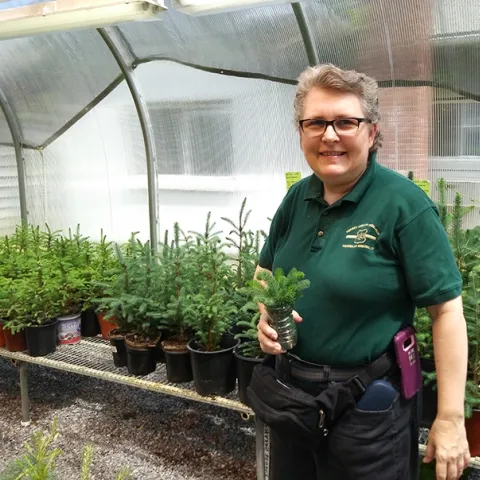 Research entomologist Melody Keena of the U.S. Forest Service's Northern Research Station, Hamden, Conn., is pictured in a greenhouse where "we rear plants to use."