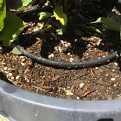 Eggplant in Light-colored plastic container with Soaker Hose - Courtesy UCANR