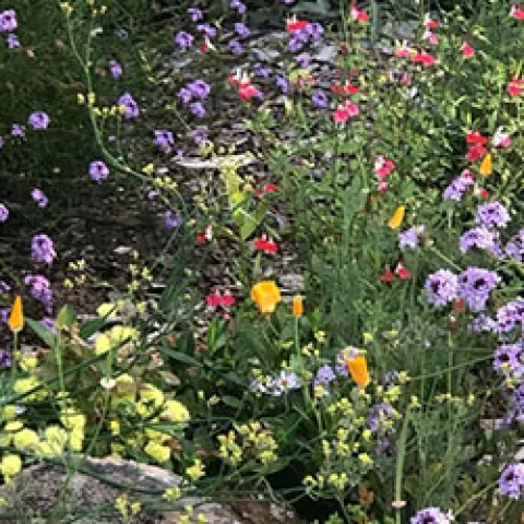 Spring Flower Mix, courtesy L Ochoa