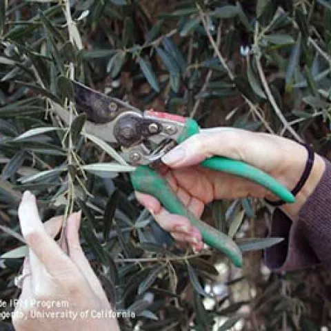 Pruning, courtesy UCANR