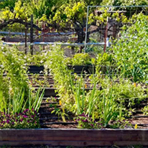 Fall 2022 School Gardens - Courtesy Soubarna Mishra