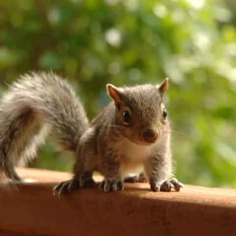 brown squirrle on a porch (Rod Dion, Pexels.com)