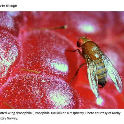 Cover image of the Journal of Economic Entomology. (Photo by Kathy Keatley Garvey)