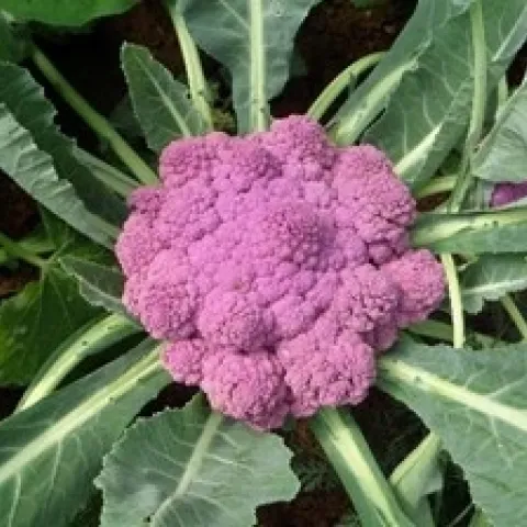 cauliflower