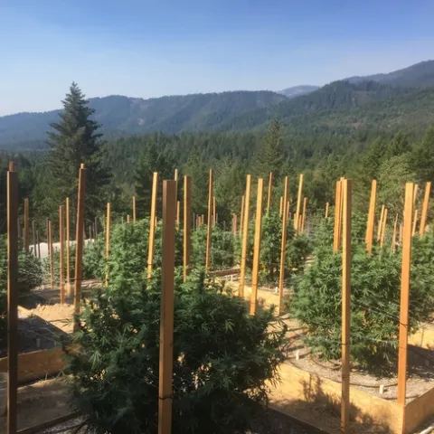 Healthy cannabis plants on raised beds surrounded by stakes.