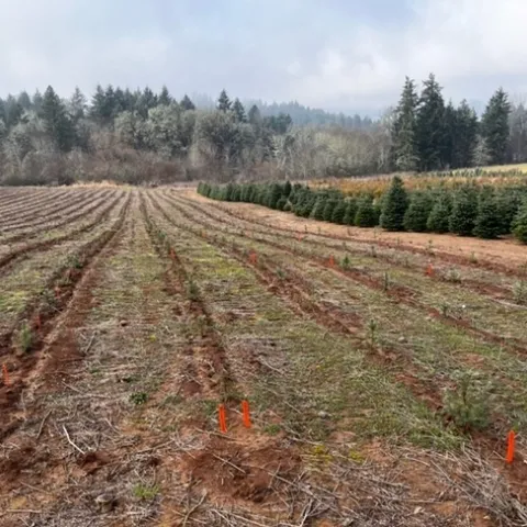 Figure 1. Overview of a Christmas tree planting where study was installed in the Winter of 2022.
