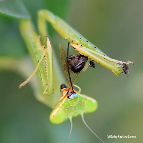 A praying mantis and freeloader flies dining on a honey bee. (Photo by Kathy Keatley Garvey)