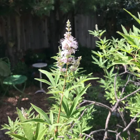 Chaste Tree Flower. photos by Karen Metz
