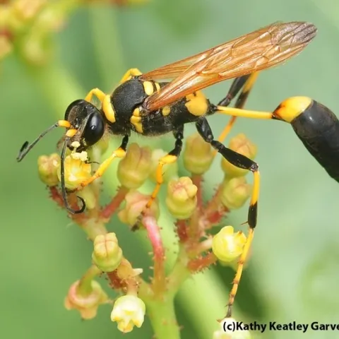 This is a mud dauber wasp, Sceliphron caementarium. (Photo by Kathy Keatley Garvey)