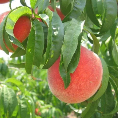 Georgia Peach by abbydonkrafts is licensed under CC BY-ND 2.0.