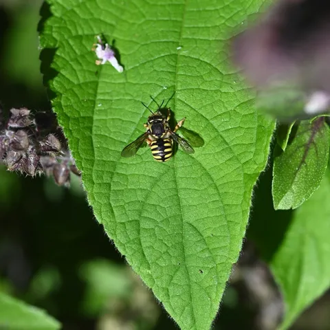 A male European wool carder bee, Anthidium manicatum, rests on an African blue basil leaf in the early morning. (Photo by Kathy Keatley Garvey)