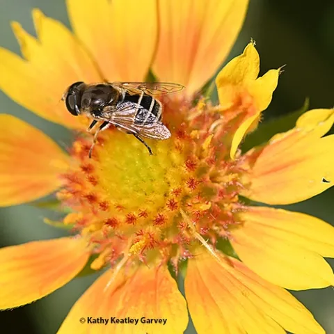 A syrphid fly foraging on a mellow yellow blanket flower, Gaillardia. (Photo by Kathy Keatley Garvey)