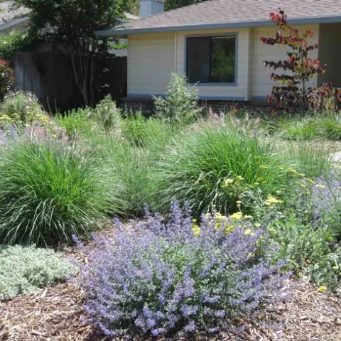 Native plants in front yard, Jeanette Alosi