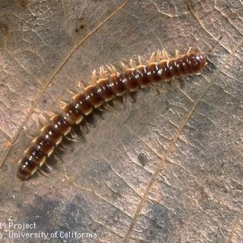 Adult millepede by Jack Kelly Clark