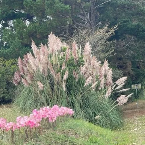 Pampas grass in landscape