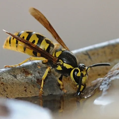 A Western yellowjacket, Vespula pensylvanica, sipping water at UC Davis. (Photo by Kathy Keatley Garvey)