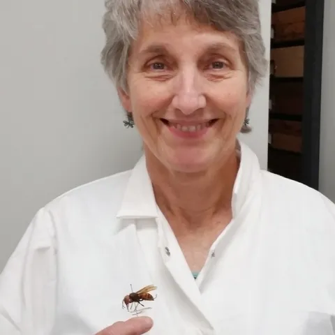 Lynn Kimsey, director of the Bohart Museum of Entomology, with an Asian giant hornet specimen. It is now commonly known as the "Northern Giant Hornet."